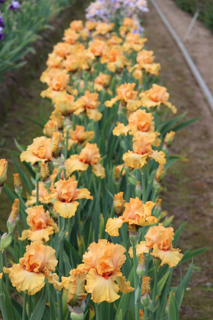 Time Out MidAmerica Garden